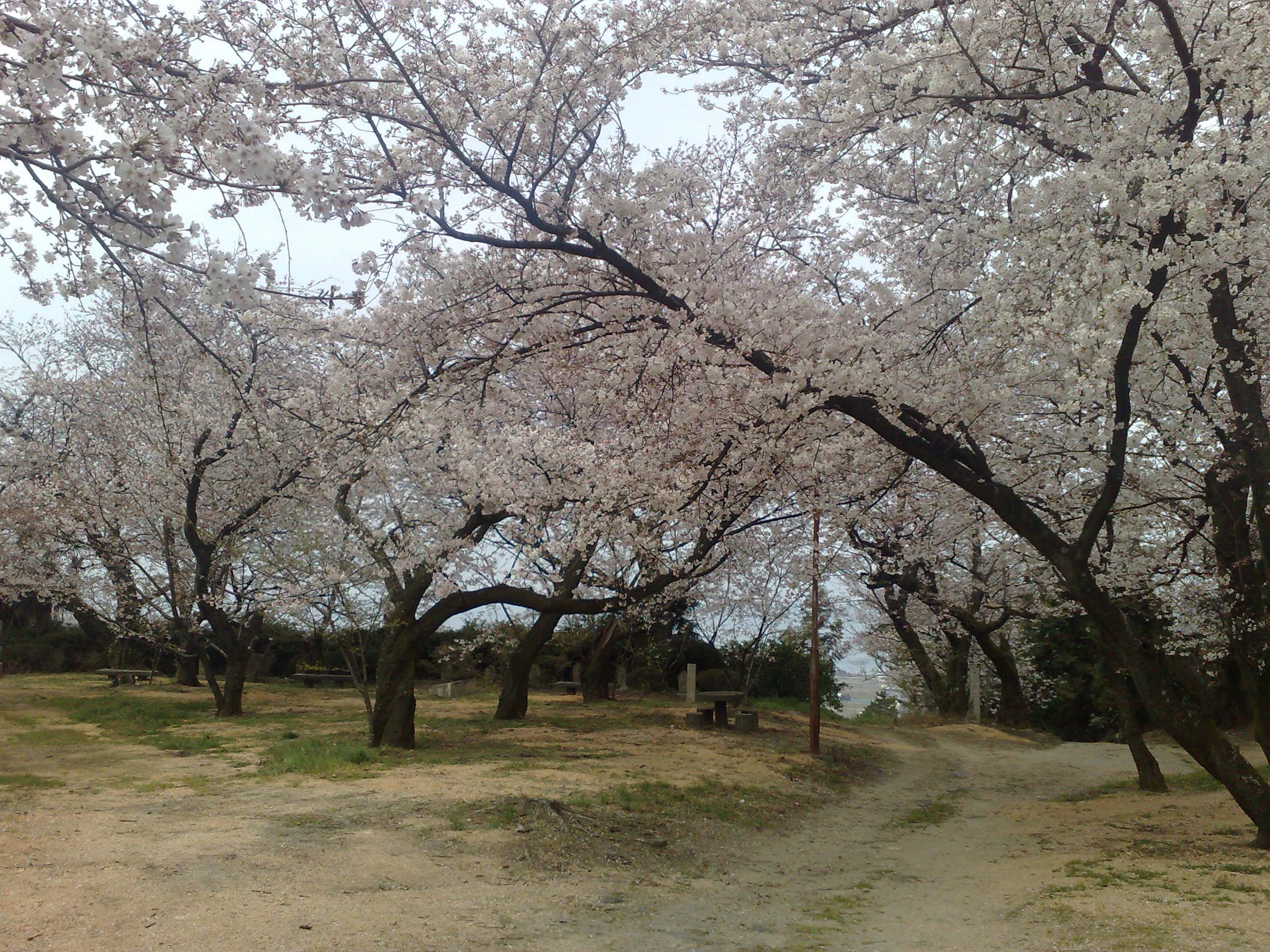 桜の景色.jpg
